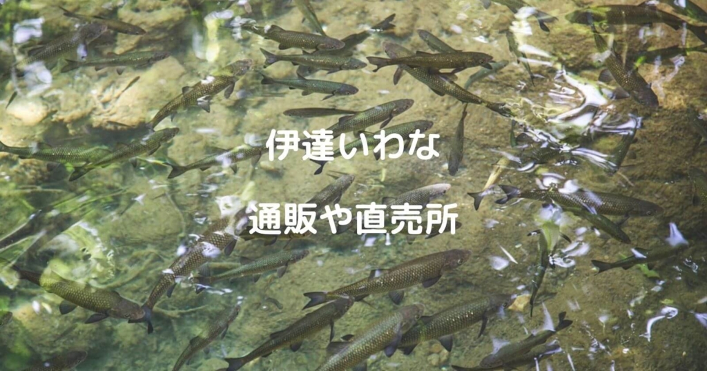 伊達いわなのお取り寄せ通販や直売所